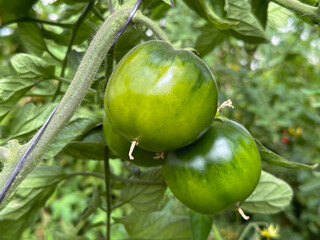 Tomatoes grown in a greenhouse