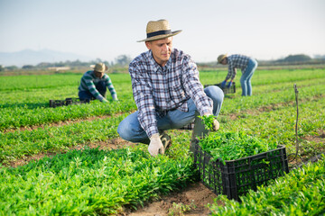 Skilled agricultural worker cutting young leaves of green arugula on farm field. Harvest time..
