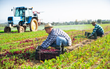 Obraz premium Focused farmer engaged in cultivation of organic leafy vegetables harvesting red spinach on field on warm fall day