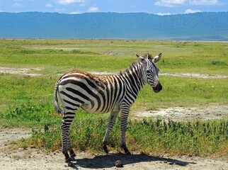 Naklejka premium Plains zebra standing in the grasslands of ngorongoro crater on a sunny day with a mountain backdrop , in tanzania, africa 
