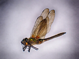 Dried dragonfly