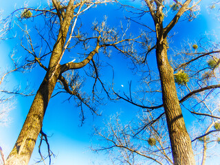 Two trees and the moon