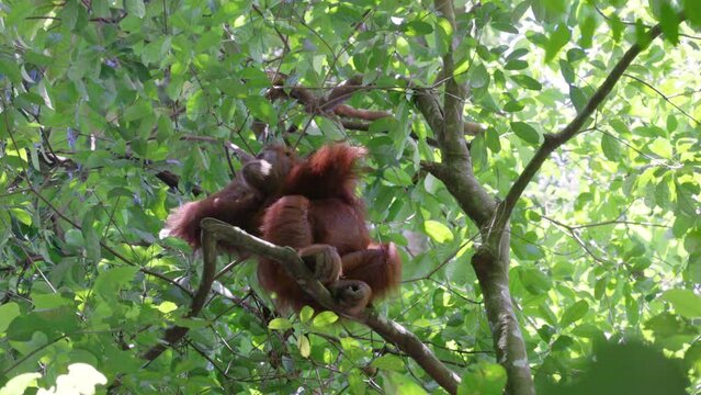 a low angle shot of a female orangutan scratching itself in the rainforest of gunung leuser national park on sumatra, indonesia