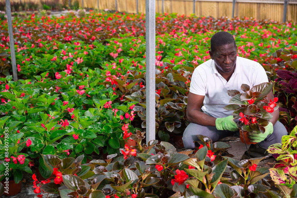 Wall mural Skilled afro man florist engaged in cultivation of plants of Begonia semperflorens in plant nursery