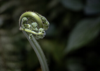 close up of fern