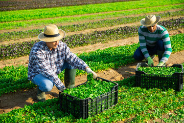 Team of gardeners picking corn salad at leafy vegetables farm, seasonal horticulture