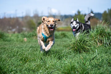 Golden retriever in a turquoise blue harness, with a husky in the background, racing around in the...