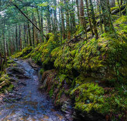 Obraz premium Moss Covered Trees And Rocks on The Myrtle Point Trail, Great Smoky Mountains National Park, Tennessee, USA