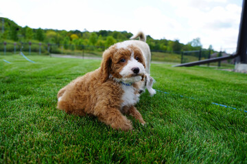 Golden Doodle Puppy, Dogs Playing in Yard on Grass, Close up Adorable Face, Fetch Outside