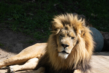 Male Lion African Wildlife Safari, Big Cat Family, Strong Beautiful Alpha Animal 