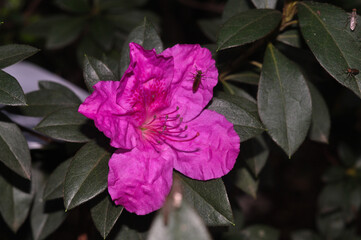 florescer
