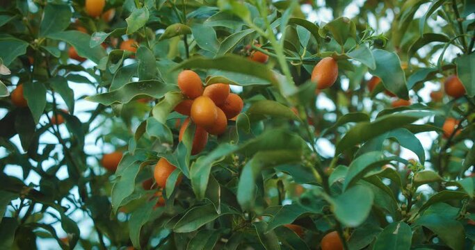 A cluster of small, oval-shaped orange fruits grow on a green-leafed tree under the blue sky. Kumquat in the garden.