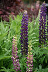 lupine flowers purple