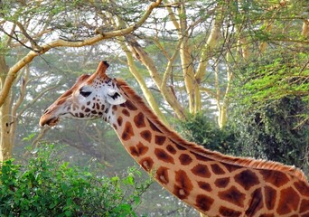 close up of  a masai giraffe  in the forest in lake manyara park national park, tanzania, east  africa      