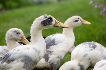 family of ducks
