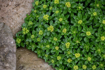 ground cover plant