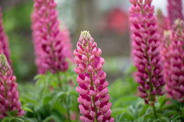 pink lupines