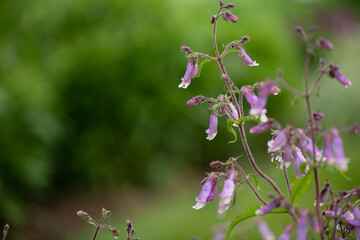 flowers in the garden