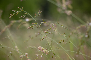 grass in the wind with rain drop