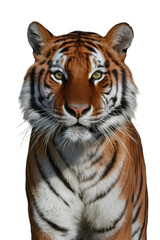 Obraz premium Isolated PNG Tiger Wildlife, GENERATIVE AI