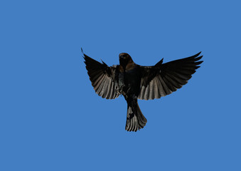 Obraz premium Very dark, male, Brown-headed Cowbird in flight against clear blue sky