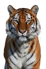 Obraz premium Isolated PNG Tiger Wildlife, GENERATIVE AI