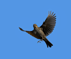 Female Red-winged Blackbird in flight, against blue sky