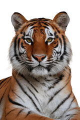 Obraz premium Isolated PNG Tiger Wildlife, GENERATIVE AI