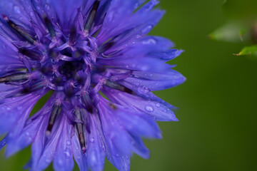 cornflower