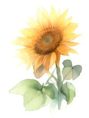 Naklejka premium 太陽のように輝く夏を象徴する花、ひまわりの水彩画。鮮やかな色彩表現したひまわり２。