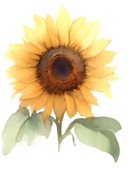 Fototapeta premium 太陽のように輝く夏を象徴する花、ひまわりの水彩画。鮮やかな色彩表現したひまわり１。