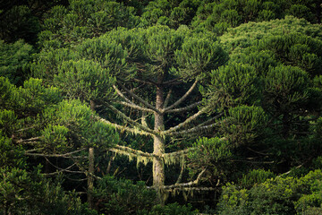 Candelabra tree forest. Paraná or Brazilian pine (Araucaria angustifolia). Critically Endangered specie. 