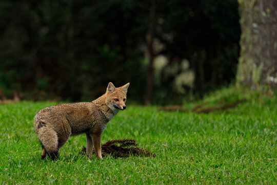 The Pampas fox (Lycalopex gymnocercus), also known as grey pampean fox