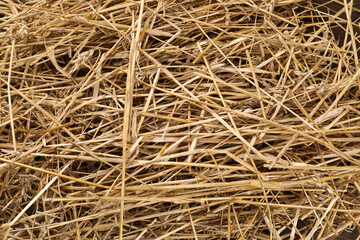 Pile of dried straw as background, closeup