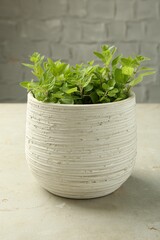 Aromatic potted oregano on light marble table
