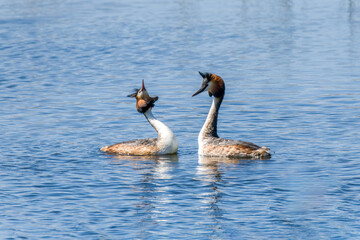 Crested grebe in the water in a courtship dance