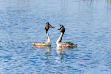 Crested grebe in the water in a courtship dance