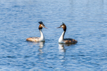 Crested grebe in the water in a courtship dance