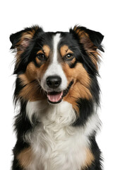 Fototapeta premium Isolated PNG Cute Dog Breed, GENERATIVE AI