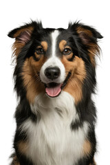 Fototapeta premium Isolated PNG Cute Dog Breed, GENERATIVE AI