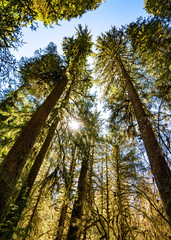 Fototapeta premium Reaching trees