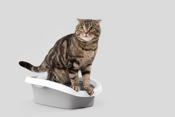 Cute cat in litter box on grey background