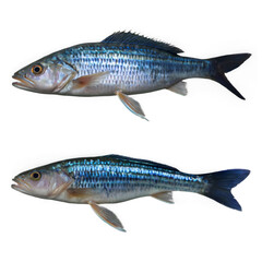 Fototapeta premium Blue Fish Isolated on Transparent Background