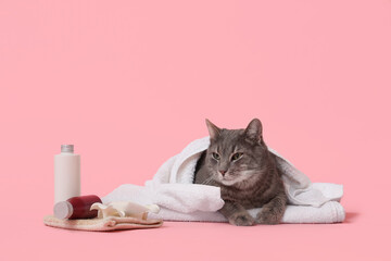 Cute grey with towel lying near cosmetic products and bath sponge on pink background