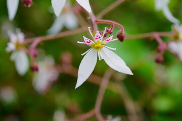 ユキノシタの花　アップ
