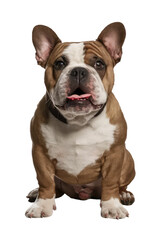 Obraz premium Isolated PNG Cute Dog Breed, GENERATIVE AI