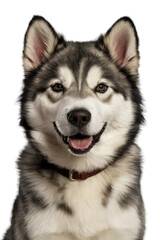 Fototapeta premium Isolated PNG Cute Dog Breed, GENERATIVE AI