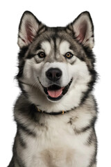 Fototapeta premium Isolated PNG Cute Dog Breed, GENERATIVE AI