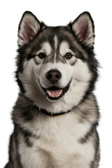 Fototapeta premium Isolated PNG Cute Dog Breed, GENERATIVE AI