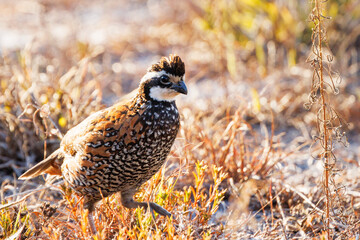 A northern bobwhite quail (Colinus virginianus) in the evening sun in Duette Preserve, Myakka City, Florida